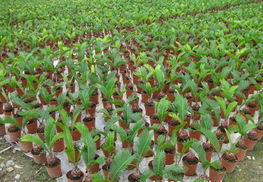 鐵樹苗木全攻略 供應、品種、價格與選購指南