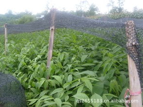 彭水縣青青苗木種植專業合作社 優質8518核桃苗供應指南與選購要點